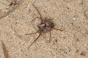 Philodromus_cespitum_D2967_Z_89_NP De Hoge Veluwe_Nederland